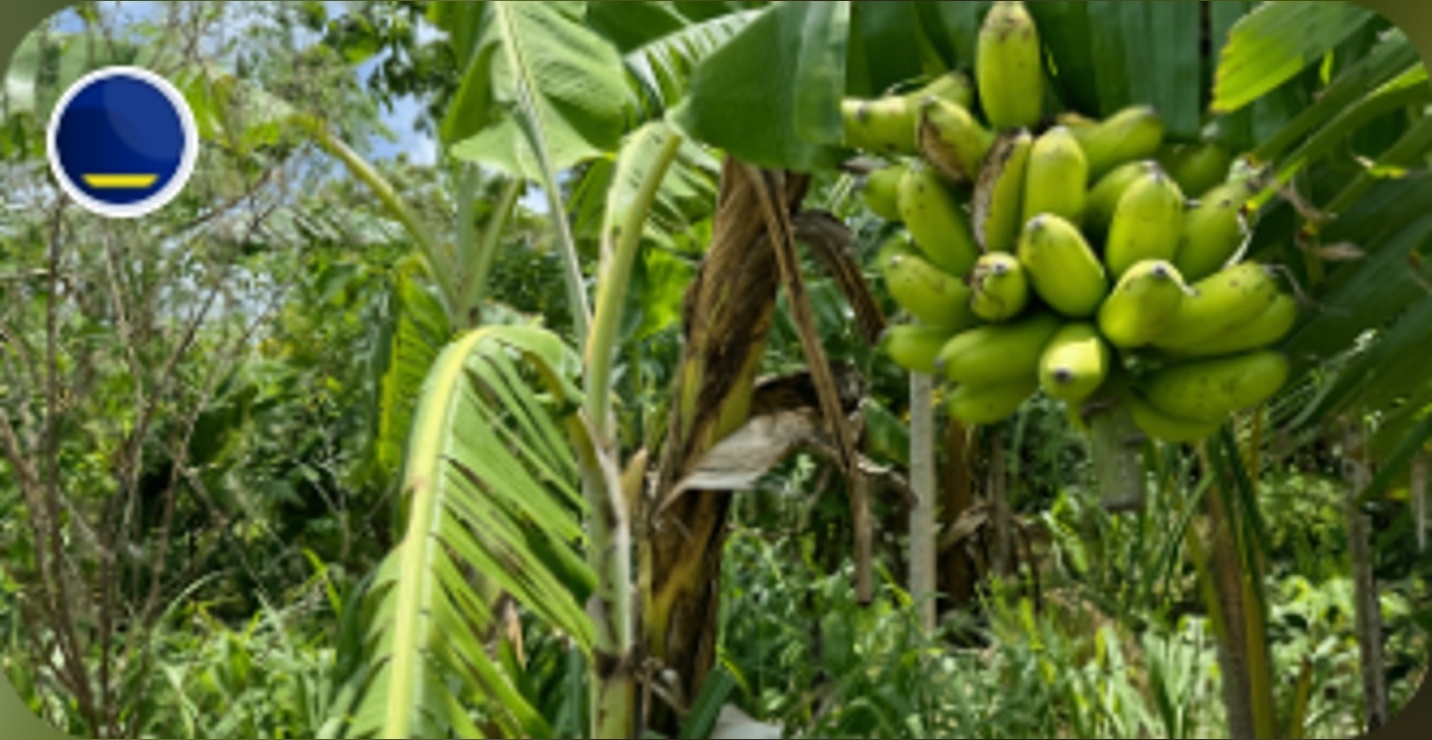Hofi Kolektivo - Agroforestry in Curacao (2024)