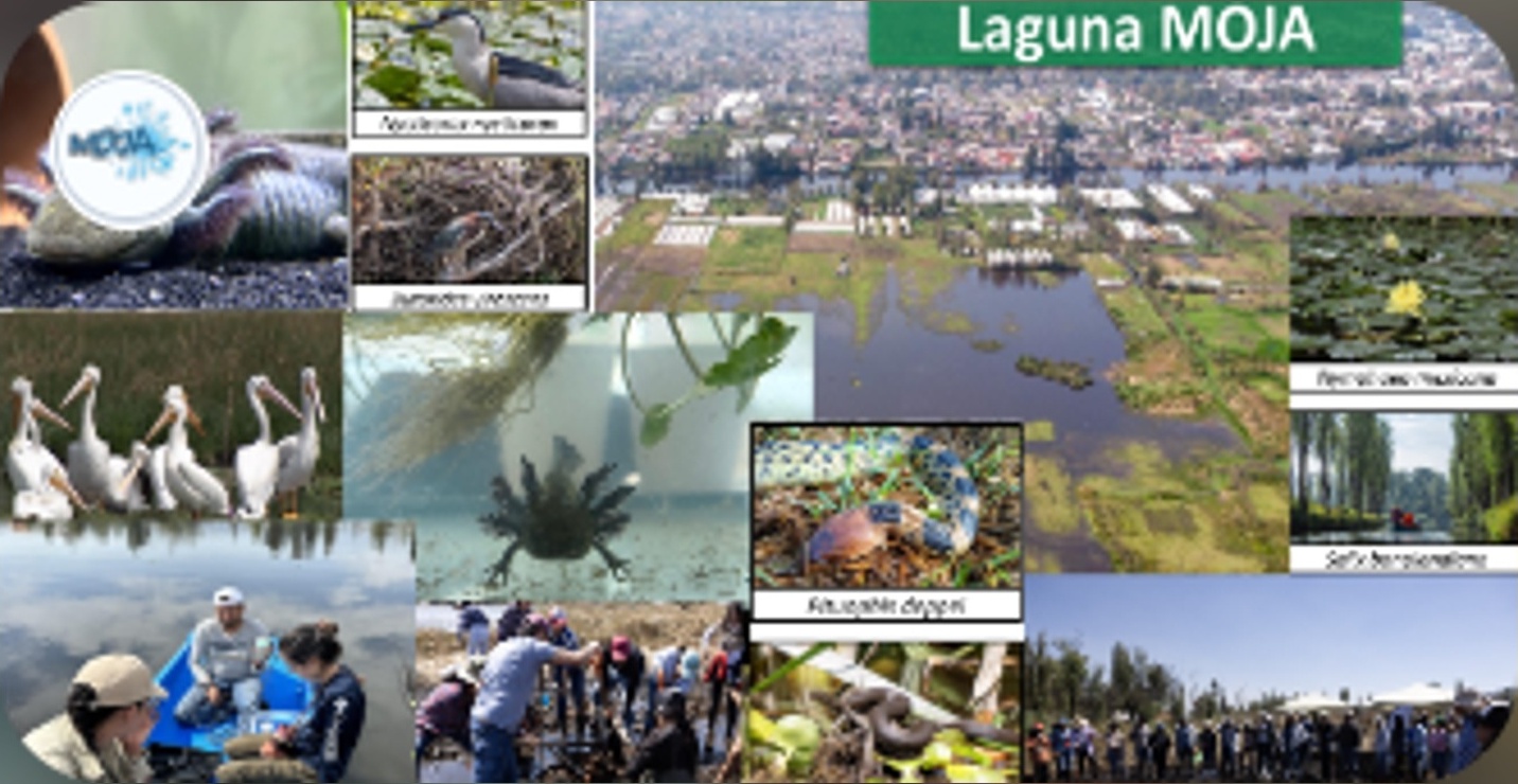 Conservation of the Axolotl and Restoration of the Xochimilco Wetland.