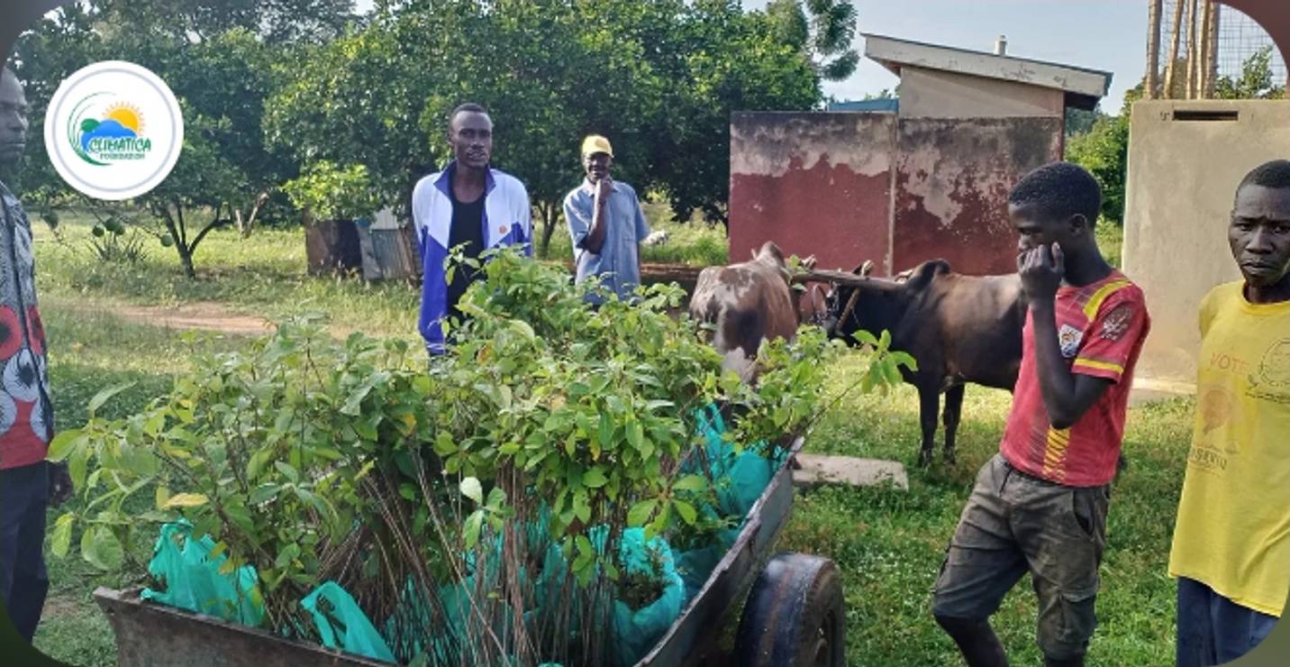Climatica Foundation: Agroforestry for Climate Resilience in Uganda