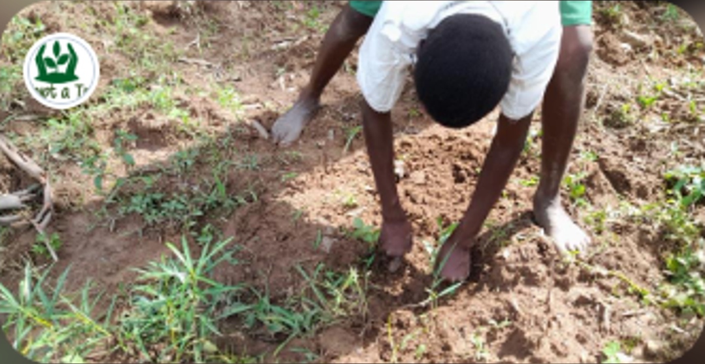 Adopt A Tree in Kenya